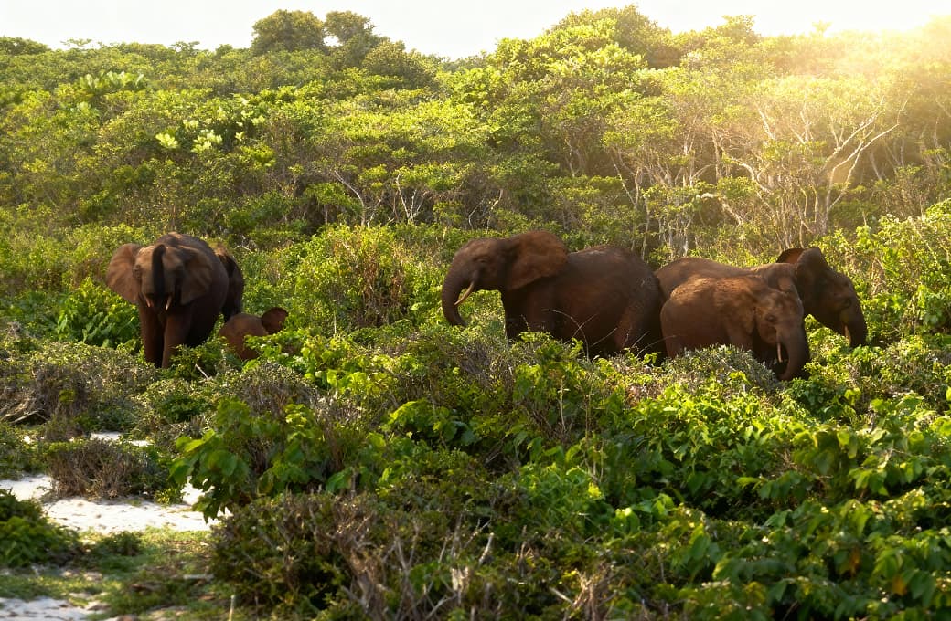Фотоальбом круиза 13 н Ангола - Габон - Гана. Фото 1