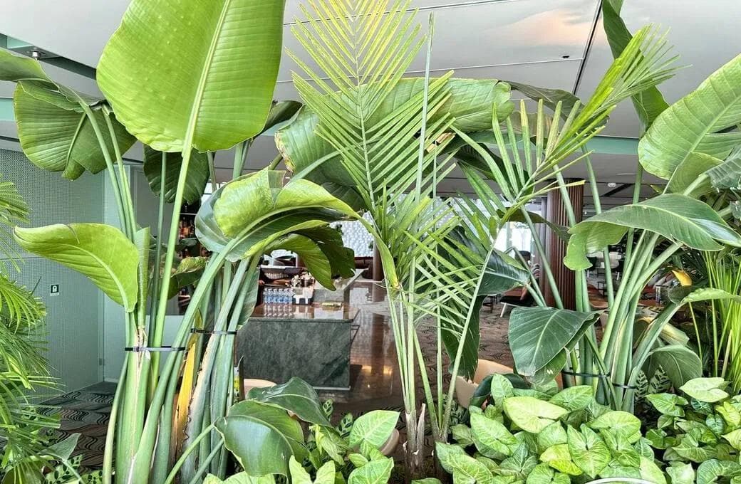 Лайнер Celebrity Ascent, компании Celebrity Cruises. Фото 1